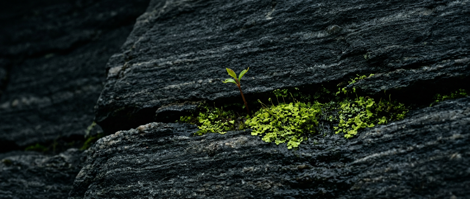A lime-green sprout breaking through a crack in dark banded gneiss rock
